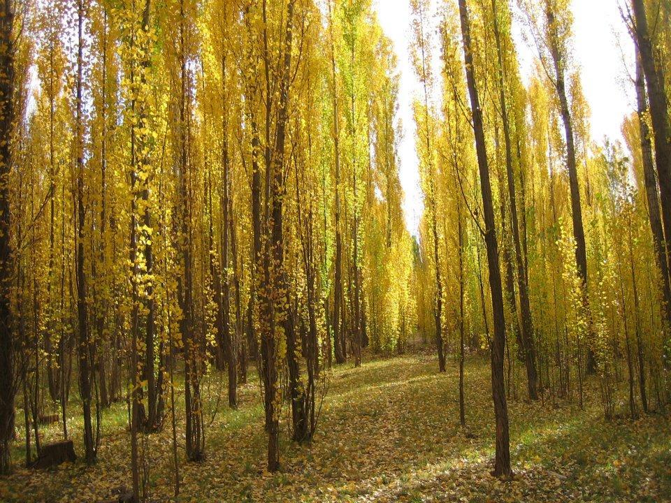 Terrazas En El Bosque Cabañas Malargüe Exterior foto