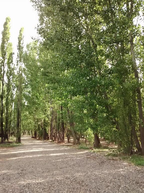 Terrazas En El Bosque Cabañas Malargüe Exterior foto