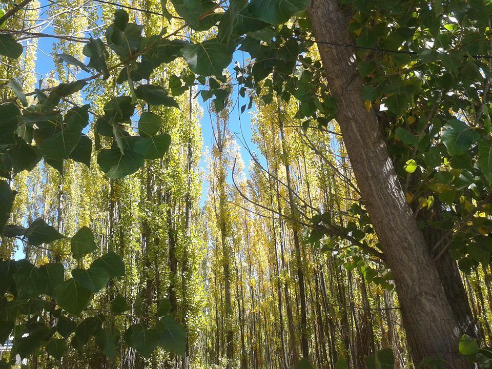 Terrazas En El Bosque Cabañas Malargüe Exterior foto